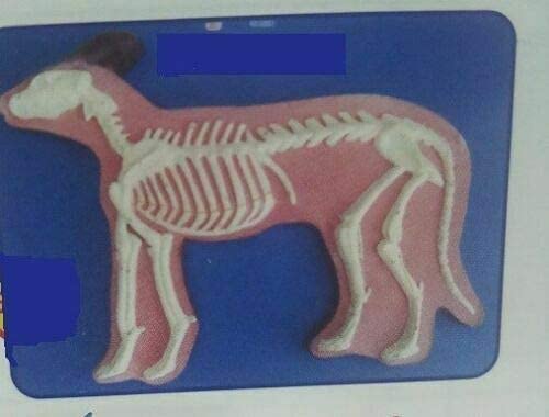 Скелет на Куче за Ветеринарната модели