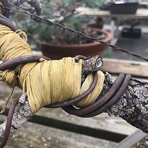 Tinyroots Бонзай Дърво Рафия - Защита на клоните на растения Бонзай + Помощ при монтажа на дървета Бонзай за всички размери