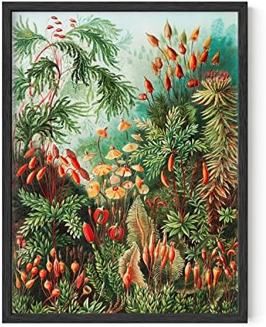 Дом и Нюанси на Ретро Плакат и графика Адолф - Плакат на Адолф Millau, декорация на стените в Къща | Плакат с принтом и растения Адолф