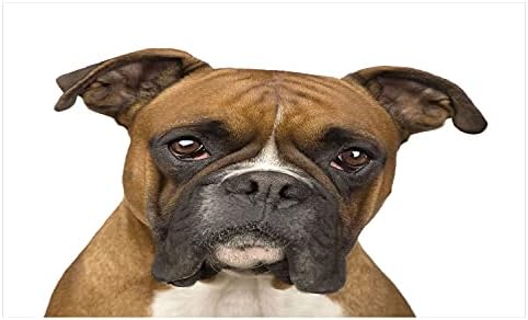 Керамични Държач за четка за зъби за кучета-боксьори Ambesonne, Изглед Отпред, Снимки на Животните Чистокръвни кучета-Боксьор
