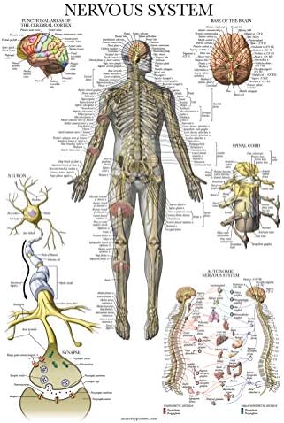 Palace Обучение 2 Pack - Плакати за анатомията на гръбначния нервите и нервната система - Комплект от 2 Анатомични таблици - гръбначния Стълб