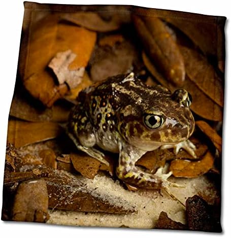 3. Източна лопатоногая крастава жаба, смешивающаяся с паднали листа, Централна Флорида - Кърпи (twl-278877-3)