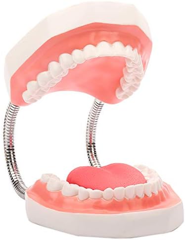 KH66ZKY 6 Пъти Увеличаване на Модел за миене на зъбите за Стоматологично обучение Модел на Миене на Зъбите Модел Детски Зъби и четка