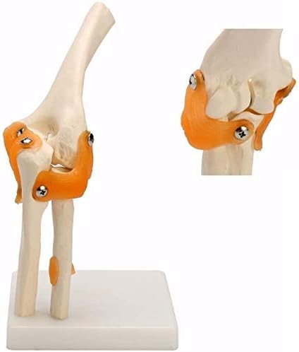 Образователна Модел RRGJ, Модел на коляното на Човек Медицинска Модел Ортопедия Анатомическая Анатомия на лакетната Става