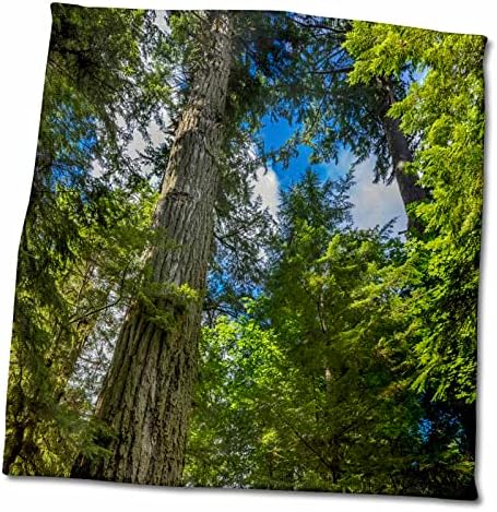 3. Древна ела на Дъглас в областна дирекция на парка Macmillan, Британска Колумбия, Канада - Кърпи (twl-277202-3)