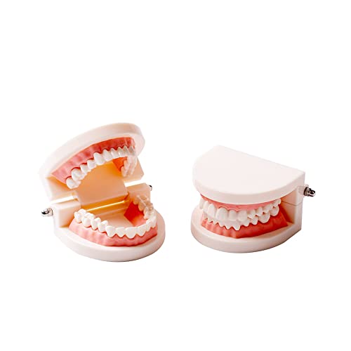 Easyinsmile® Стоматологичен Стандартна Обучение модел на Зъбите на Модел Бебешка зъбната протеза Модел зъб за Студент