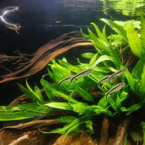 Mainam Java Fern Microsorum Pteropus 1/2 подложка за аквариум с живи растения и декорации за сладководни риби в аквариум, водно растение,