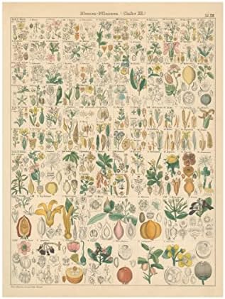 Търговска марка на Fine Art 'Flora Графика I' Платно-арт от Wild Apple Portfolio 14x19