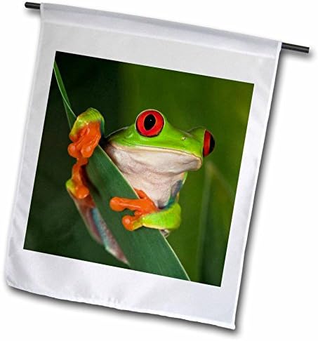 3dRose fl_83654_1 Красноглазая Дървесна жаба Agalychnis callidryas Градински флаг на Адам Джоунс, 12, 18 инча