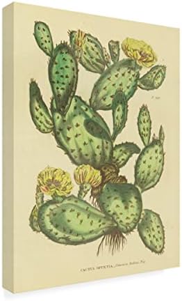 Търговска марка на Fine Art 'Herbal Botanical XXIX' Платно-арт от Wild Apple Portfolio