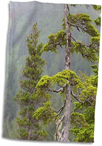 3дРоуз, САЩ, Аляска, Националния парк glacier national park-Бей. Панорамен изглед на дърво бучиниш. - Кърпи (twl-208066-3)